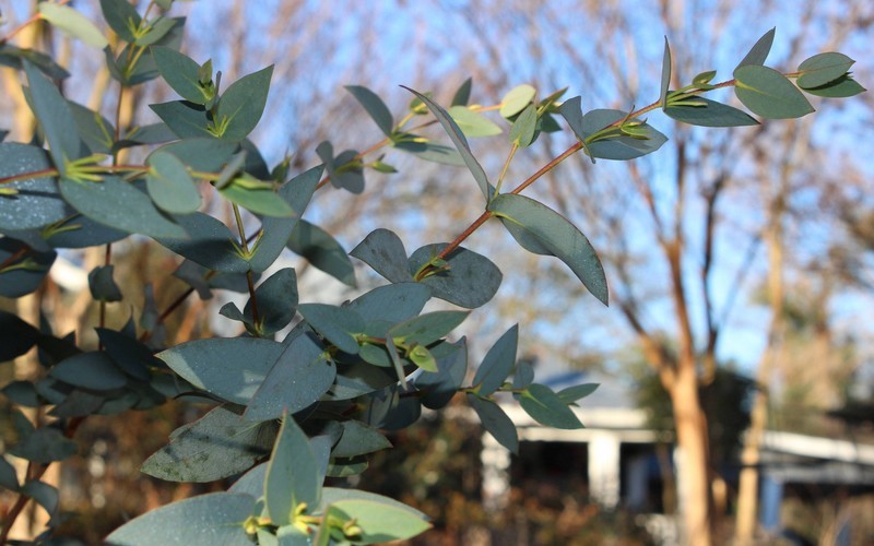 'Sheila' Black Sallee Eucalytpus stellulata - 4" Pot - Southern Eucs - Cold Hardy Eucalyptus | ToGoGarden