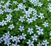 Shop Blue Stars Creeper - 10 Count Flat of 4.5" Pots 