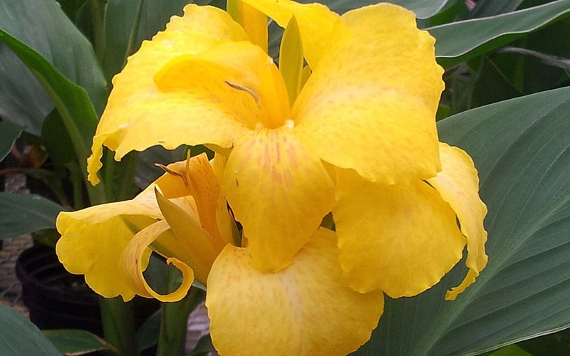 Cannova Yellow Hybrid Canna Lily Photo 2