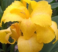 Cannova Yellow Hybrid Canna Lily