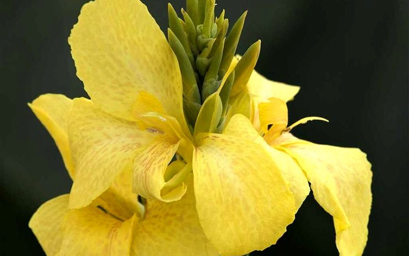 Cannova Yellow Hybrid Canna Lily Photo 1