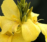 Cannova Yellow Hybrid Canna Lily