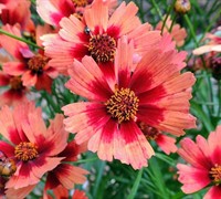 Desert Coral Coreopsis - Tickseed