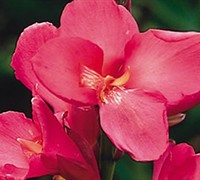 'Rose' Dwarf Canna Lily