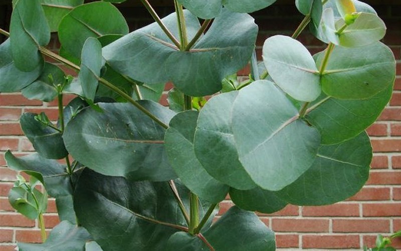 'Big O' Eucalyptus Omeo Gum - 4" Pot - Southern Eucs - Cold Hardy Eucalyptus | ToGoGarden