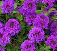 Shop Homestead Purple Hardy Verbena - 1 Gallon