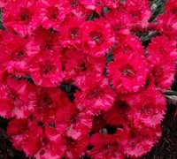 Firestar Dianthus 