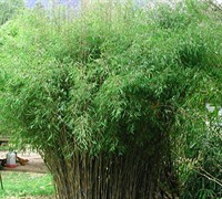 Fargesia Nitida Blue Fountain Clumping Bamboo Fargesia Nitida Blue Fountain Clumping Bamboo