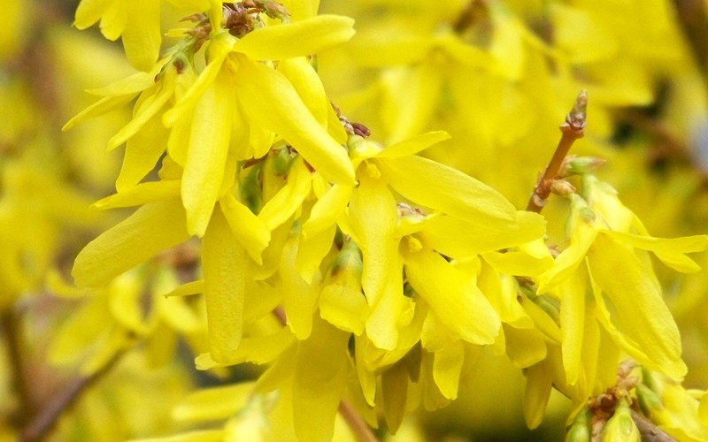 Yellow Bells Forsythia - Forsythia intermedia 'Lynwood Gold' - 1 Gallon - Forsythia - Yellow Bells Shrubs | ToGoGarden