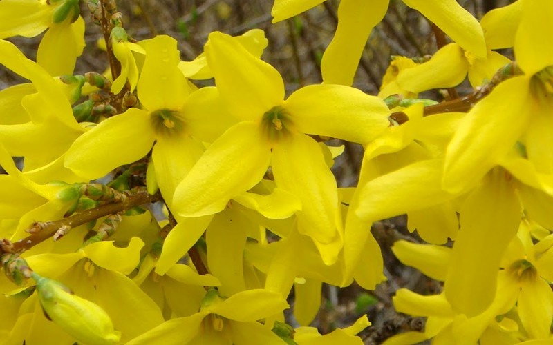 Yellow Bells Forsythia - Forsythia intermedia 'Lynwood Gold' Photo 4