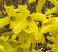 Yellow Bells Forsythia - Forsythia intermedia 'Lynwood Gold'