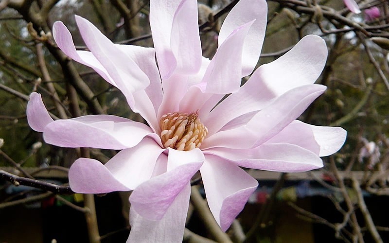 Waterlily Star Magnolia Photo 2