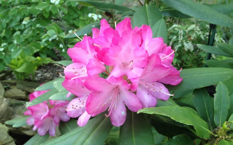 Southgate Radiance Rhododendron - 2 Gallon - Flowering Shrubs | ToGoGarden