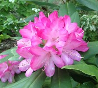 Shop Southgate Radiance Rhododendron - 2 Gallon