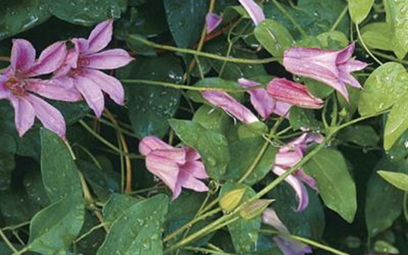 Duchess of Albany Clematis Photo 1
