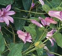 Duchess of Albany Clematis