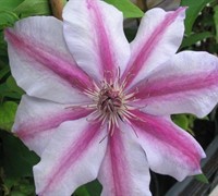 Candy Strip Clematis