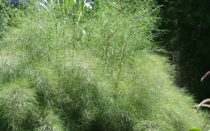 Bamboo Muhly Grass - 1 Gallon - Grasses - Ornamental | ToGoGarden