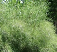 Bamboo Muhly Grass