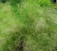 Bamboo Muhly Grass