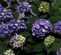 Shop Endless Summer BloomStruck Hydrangea - 1 Gallon