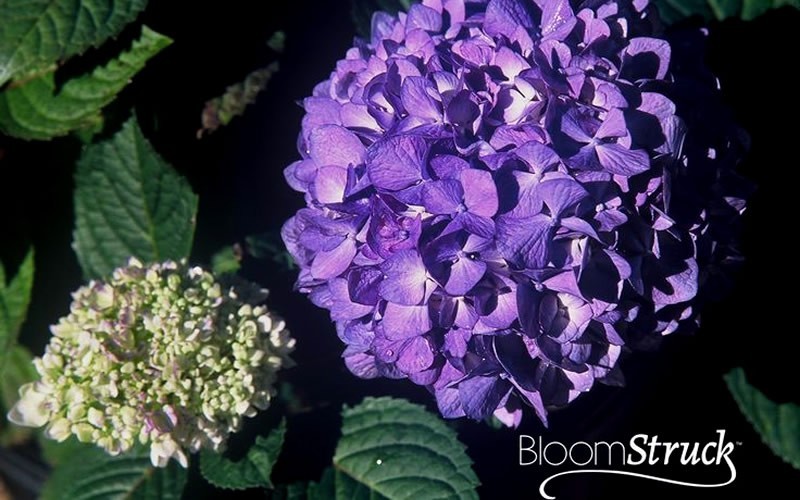 Endless Summer BloomStruck Hydrangea Photo 3