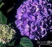 Endless Summer BloomStruck Hydrangea