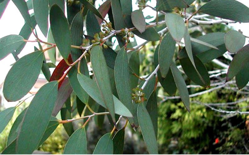 'Bonza' Hardy Eucalyptus Photo 2