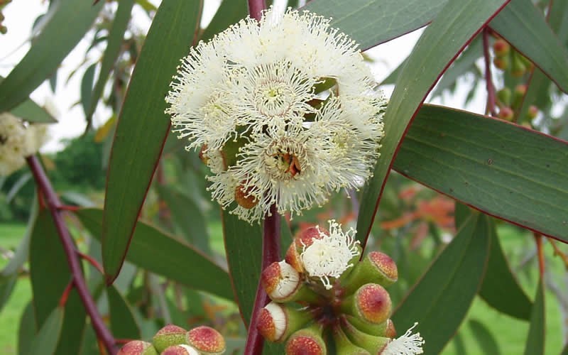 'Bonza' Hardy Eucalyptus Photo 1