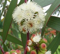 'Bonza' Hardy Eucalyptus