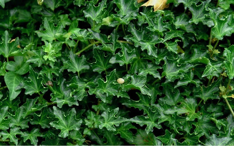 Ivalace Small Leaf English Ivy - (1) 4