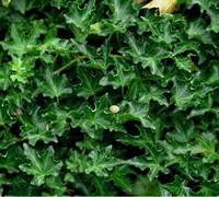 Ivalace Small Leaf English Ivy