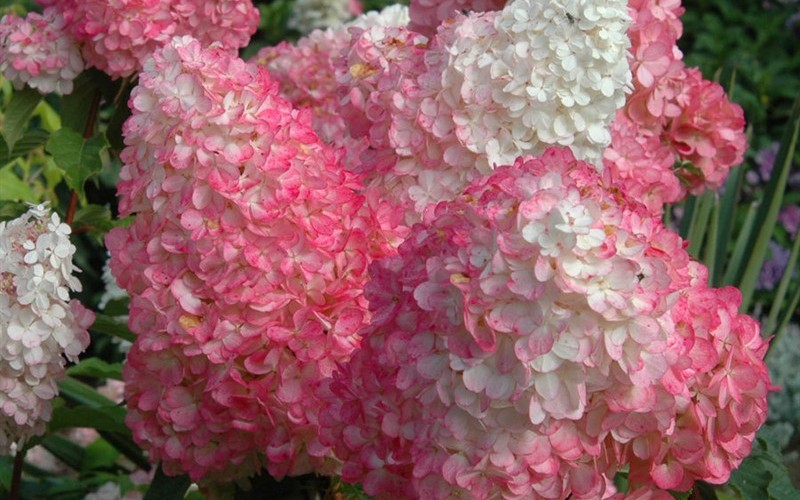 Pinky Winky Hydrangea - Hydrangea paniculata 'Pinky Winky' - 3 Gallon - Flowering Shrubs | ToGoGarden