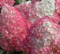 Pinky Winky Hydrangea - Hydrangea paniculata 'Pinky Winky'