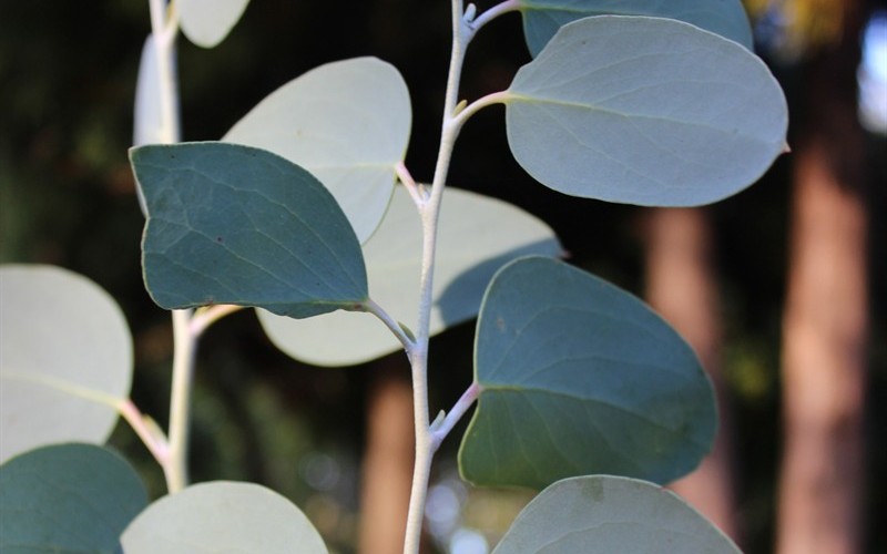 'Mappa Tassie' Hardy Eucalyptus paucifloria debeuzevillei - Snow Gum - 4" Pot - Southern Eucs - Cold Hardy Eucalyptus | ToGoGarden
