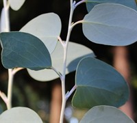 Shop 'Mappa Tassie' Hardy Eucalyptus paucifloria debeuzevillei - Snow Gum - 4" Pot