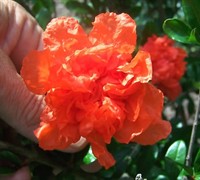 Orange Double Flowering Pomegranate Orange Double Flowering Pomegranate