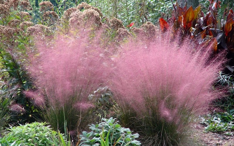 Pink Muhly Grass Photo 1