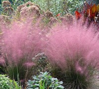 Pink Muhly Grass