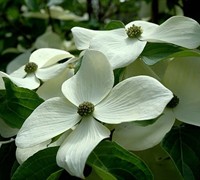 Empress of China® Evergreen Dogwood Empress of China® Evergreen Dogwood