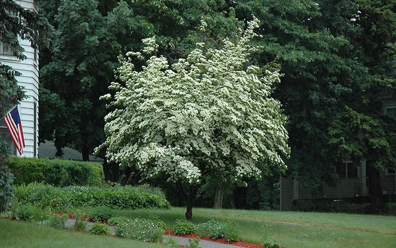 Empress of China® Evergreen Dogwood 5 Gal Pot Tree Flowering