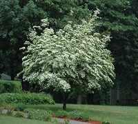 Empress of ChinaÂ® Evergreen Dogwood - 5 Gal Pot - Tree - Trees - Deer ...