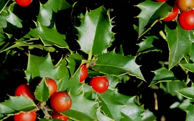 Robin Holly - 1 Gallon - Evergreen Trees | ToGoGarden