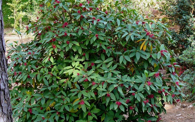 Florida Anise - Illicium floridanum Photo 2
