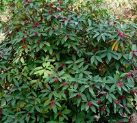 Florida Anise - Illicium floridanum