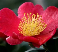 Yuletide Camellia Sasanqua