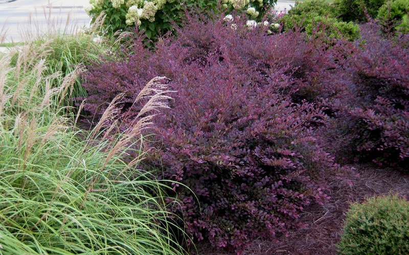 Purple Diamond Loropetalum - 3 Gallon - Shrubs for Spring Color | ToGoGarden