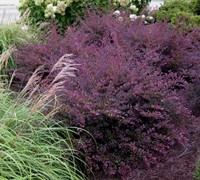 Purple Diamond Loropetalum - 2.5 Quart - Shrub - Shrubs for Spring Color