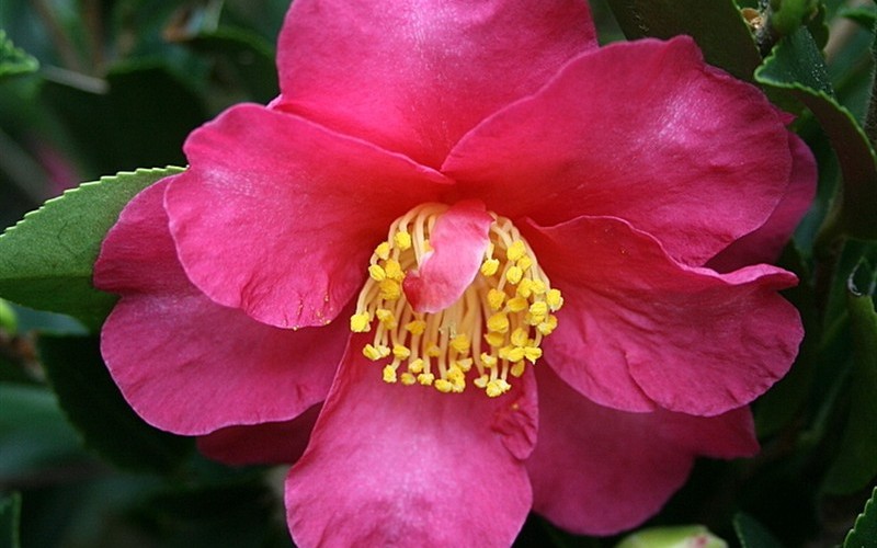Kanjiro Camellia Sasanqua Photo 2