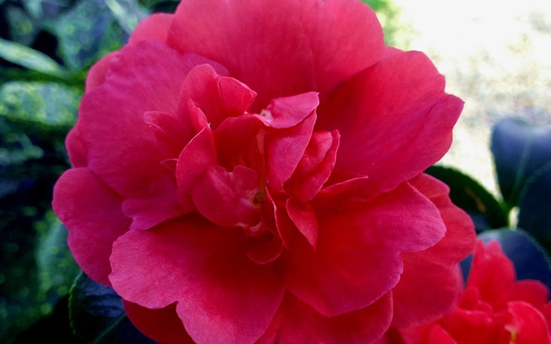 October Magic Rose Camellia - 2.5 Quart - Sasanqua Camellias - Fall Blooming | ToGoGarden